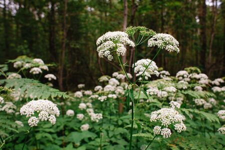 A view of a white-flowered meadow of Aegopodium podagraria L.の写真素材