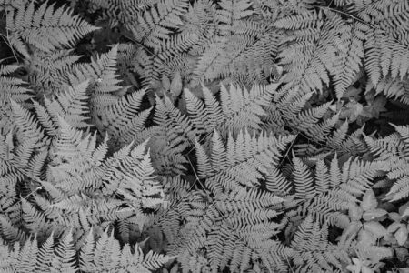 Large green bush fern in the forest. Background from the leaves of plants in black and whiteの写真素材