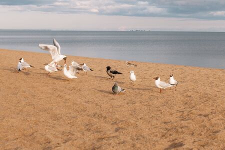 On the beach in the rays of the setting sun on the sand. Gulls, pigeons and crows by the seaの写真素材