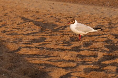 Seagull on the coast, beach vacation, golden sand at sunset, travel to the southern countriesの写真素材