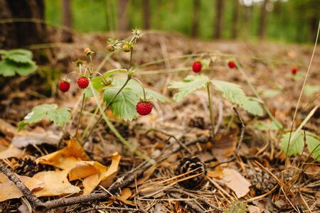 Red berries on a strawberry bush growing in the wild in a pine forest. Image close up. On the ground are pine needles and conesの写真素材