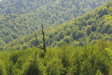 Dead dry tree among living green trees in a mountain valley in the backgroundの写真素材