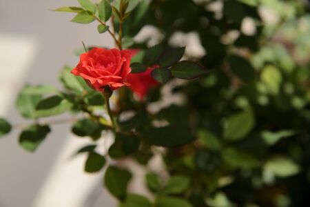 Miniature red roses for home garden and room. Pink rose plant in a pot on the windowsill. A gift for women and family.の写真素材