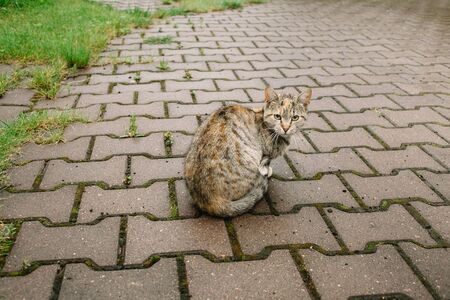 tricolor cat widely yawns, sitting on the stone floor outdoorの写真素材