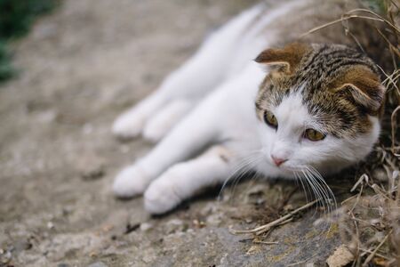 A horizontal photo of an adult fold cat with white-tabby fur that lies and rests in the garden. The cat is watching what is happening in the garden.の写真素材