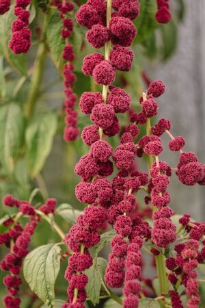 Amaranth caudatus flowers of kivich. Source of Vitamin A, Vitamin C, Calcium, Manganese and Folate. ornamental plant. Leaves and seeds are eaten.の写真素材