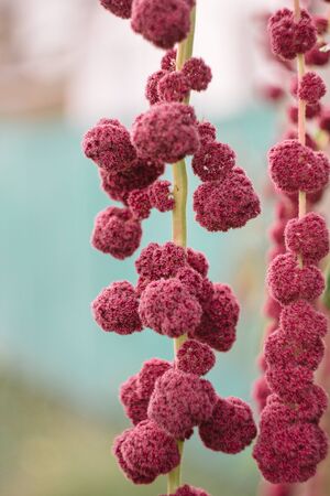 Amaranth caudatus flowers of kivich. Source of Vitamin A, Vitamin C, Calcium, Manganese and Folate. ornamental plant. Leaves and seeds are eaten.の写真素材