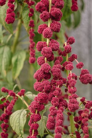 Amaranth caudatus flowers of kivich. Source of Vitamin A, Vitamin C, Calcium, Manganese and Folate. ornamental plant. Leaves and seeds are eaten.の写真素材
