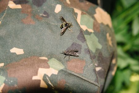 Bandaged Sirf, or common beetle Syrphus ribesii. View of female flies from the subfamily Surfinae with a gadfly on human clothingの写真素材