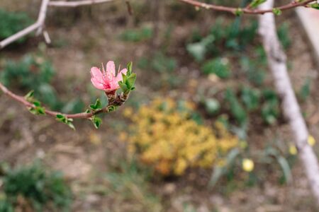 Cherry blossoms with fresh shoots of leaves. Spring concept with blurry background. Copy spaceの写真素材