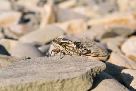 Close view of the noisy cicada insect resting on a stone on a beachの写真素材