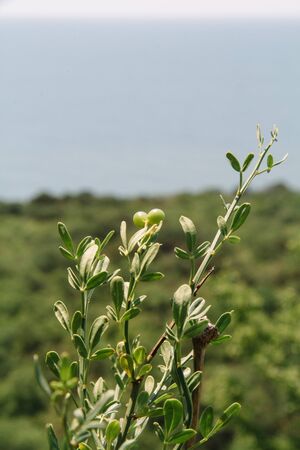 Detail of green buxus sempervirens shrub, branches with leaves and berriesの写真素材