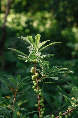 Detail photo of a green rhododendron fruits on a bush. Green berries on a bush.の写真素材