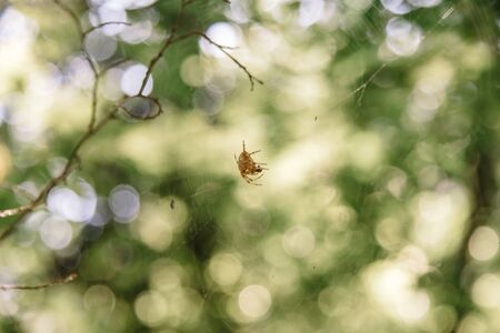 European garden cross spider with clearly visible web and space for text. Bokeh backgroundの写真素材