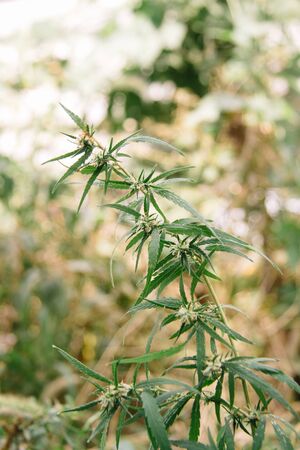 Bush blooming hemp grass with seeds and sun flowers glitter background. The concept of breeding marijuana, hemp, legalization.の写真素材