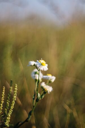 Chamomile close-up in a field with a softly blurred background, there is copy spaceの写真素材
