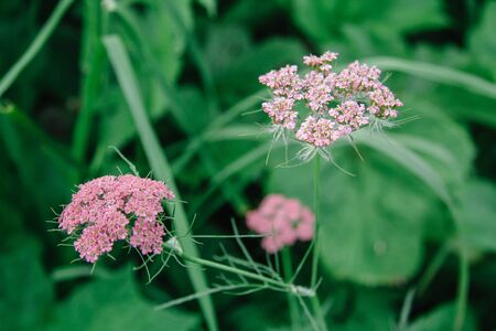 Valeriana officinalis, Valerian herb, setwall, garden heliotrope, vandalrootの写真素材