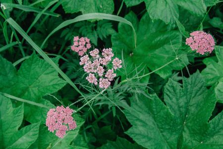 Valeriana officinalis, Valerian herb, setwall, garden heliotrope, vandalrootの写真素材