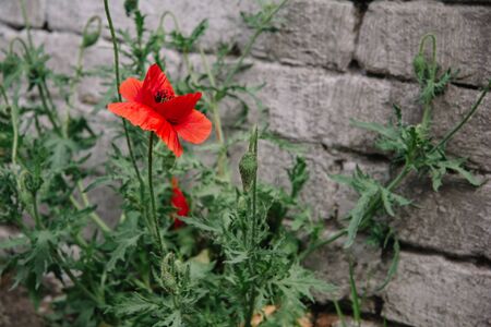 Papaver rhoeas common names include corn poppy , corn rose, Flanders poppy , red poppy , red weed , coquelicot .の写真素材