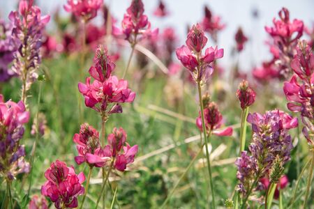 Pink Brush Castilleja rhexifolia pink wildflowers in Wyoming and on the Lago Naki Plateau in the Adygea Mountains.の写真素材