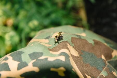 Bombus norvegicus, a species of bumblebee cuckoo, male insect sits on khaki clothing