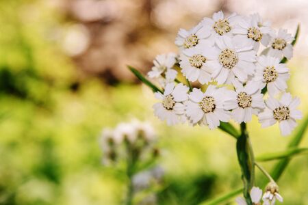 Yarrow, Achillea millefolium, or Cutting grass perennial herb, species of the genus. Used as a...