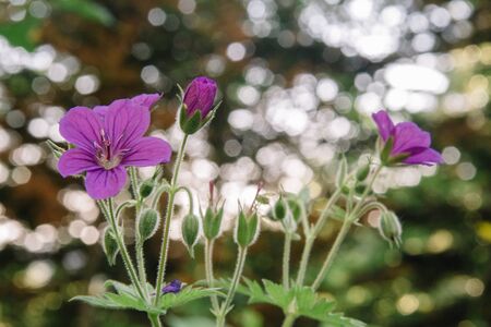 Wild geranium in a natural setting. Also known as Geranium maculatum, spotted geranium, it is a perennial plant that grows in eastern North America and in the mountains of Adygea in Russiaの写真素材