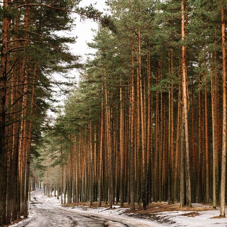 A snowy, aphthalized road through a pine forest along which the carriageways of cars on the carriageway go. The picture was taken in the forest in the winter season.の写真素材