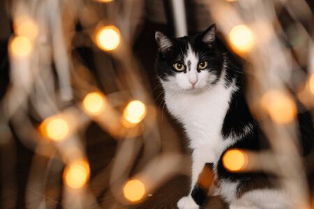 Beautiful black and white cat among the Christmas toys of garlands and tinsel