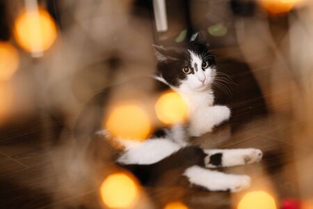 Beautiful black and white cat among the Christmas toys of garlands and tinselの写真素材