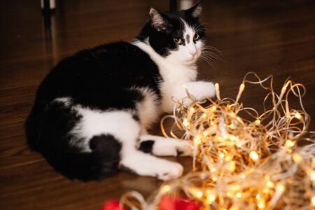 Beautiful black and white cat among the Christmas toys of garlands and tinselの写真素材