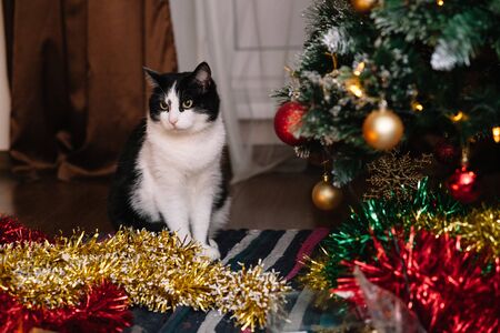 Beautiful black and white cat among the Christmas toys of garlands and tinselの写真素材