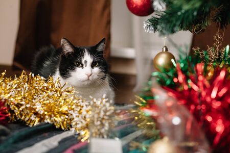 Beautiful black and white cat among the Christmas toys of garlands and tinsel