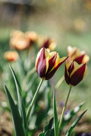 Burgundy wine yellow fresh tulips with leaves growing in the garden. Blurred bokeh background with tulips.の写真素材
