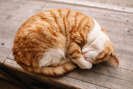 A red and white cat lies curled up on a wooden platform. You can see the cat's nose. The cat is resting after a night huntの写真素材