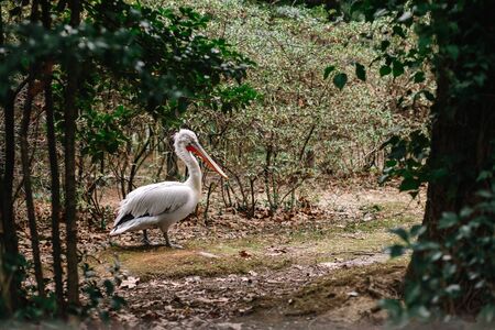 Dalmatian pelican in full growth stands on the ground. Living at the zoo. Winter springの写真素材