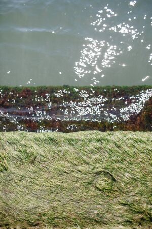 The concrete part of the pier covered with green and brown algae, washed by sea water. There is a copy space with waterの写真素材