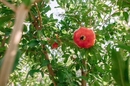 Red ripe pomegranate fruit on a tree branch in the garden. Colorful image with place for text, close up. Rosh Hashana - the symbol of the Israeli New Yearの写真素材