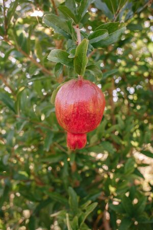 Red ripe pomegranate fruit on a tree branch in the garden. Colorful image with place for text, close up. Rosh Hashana - the symbol of the Israeli New Yearの写真素材
