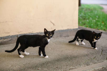 Two cute black and white kittens on the street near the house, homeless animals.