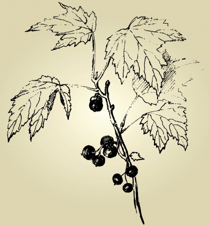 hand drawn blackcurrant のイラスト素材