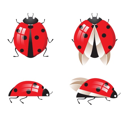 ladybirdのイラスト素材
