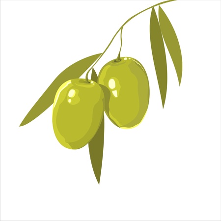 olive branch のイラスト素材