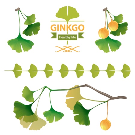 Bright ginkgo biloba design elementsのイラスト素材