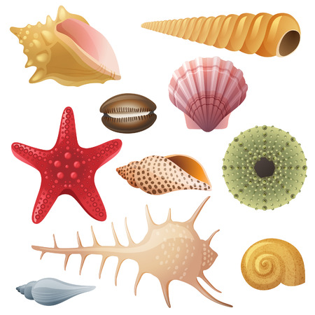 Bright highly detailed seashell iconsのイラスト素材