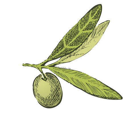 Hand drawn olive brunch over white backgroundのイラスト素材