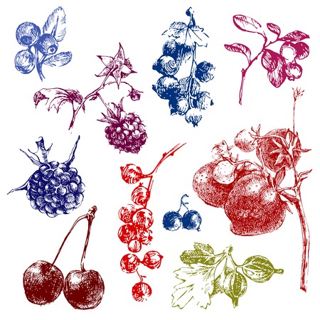 Colorful hand dawn berries over white backgroundのイラスト素材
