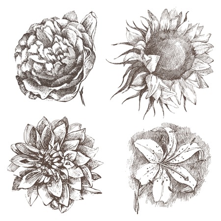 4 highly detailed hand drawn flowersのイラスト素材