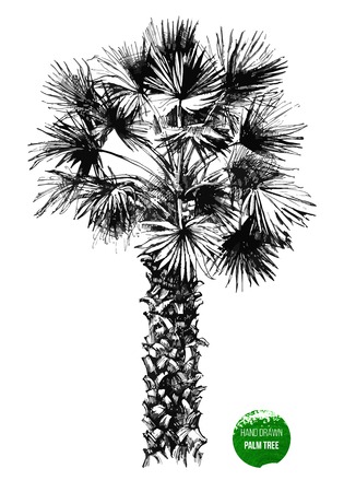 Hand drawn palm tree in retro styleのイラスト素材
