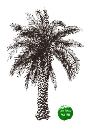 Hand drawn palm tree in retro styleのイラスト素材